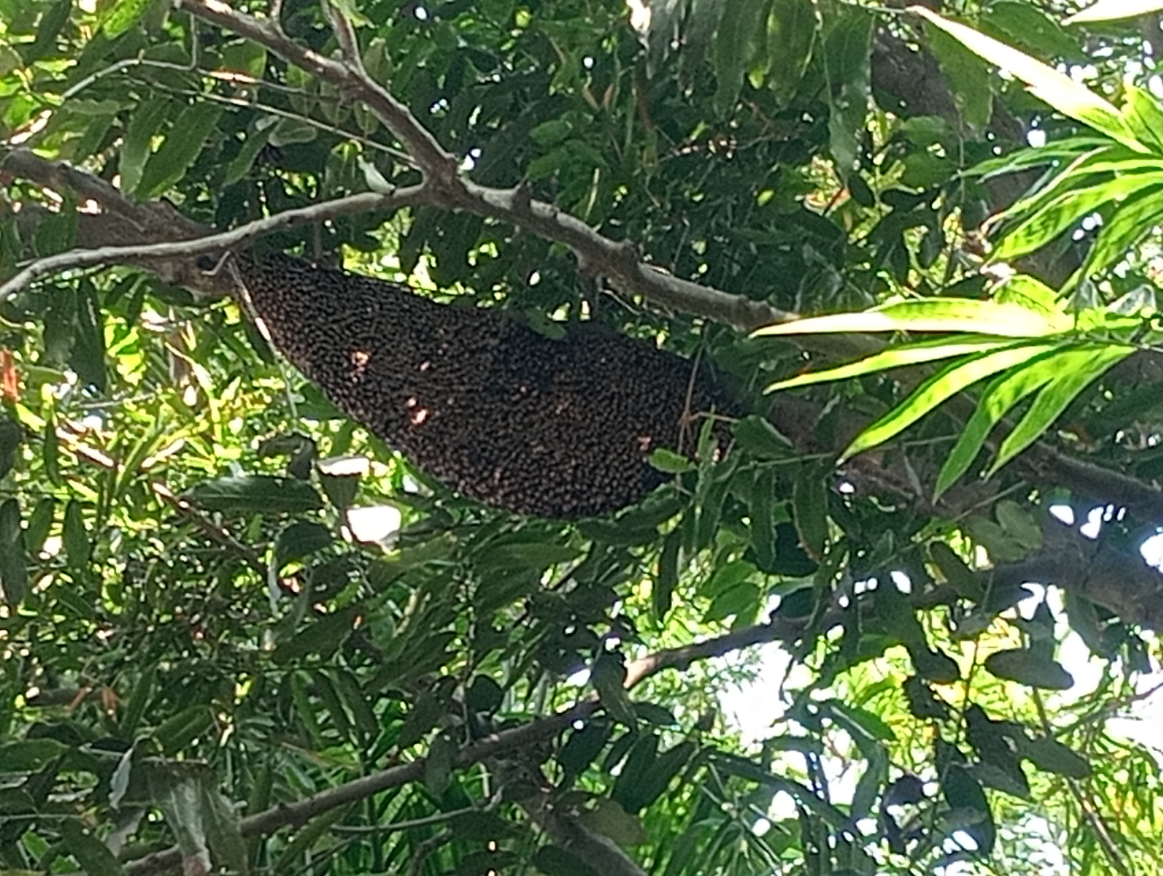 গ্রাম অঞ্চল থেকে সংগ্রহ করা প্রাকৃতিক চাকের মধু
